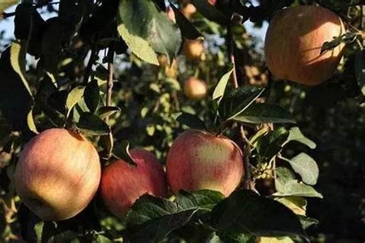 苹果花后施什么肥好 选择什么肥料合适