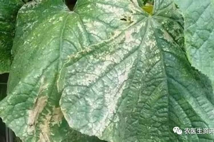 黄瓜补钙用什么叶面钙肥比较好？