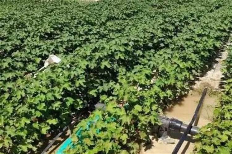 硫酸钾复合肥掉价了吗现在