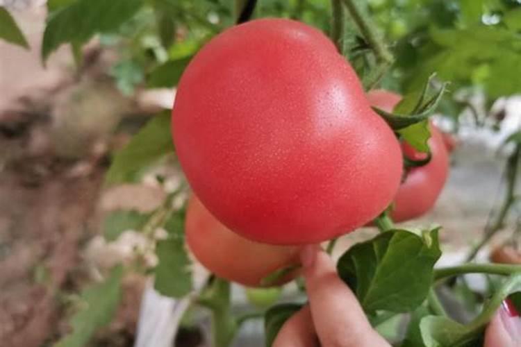 西红柿需要肥料的比例是多少？西红柿后期需要高钾肥？