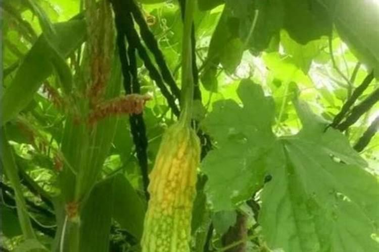 在阳台种植苦瓜必须施肥吗？是什么肥？