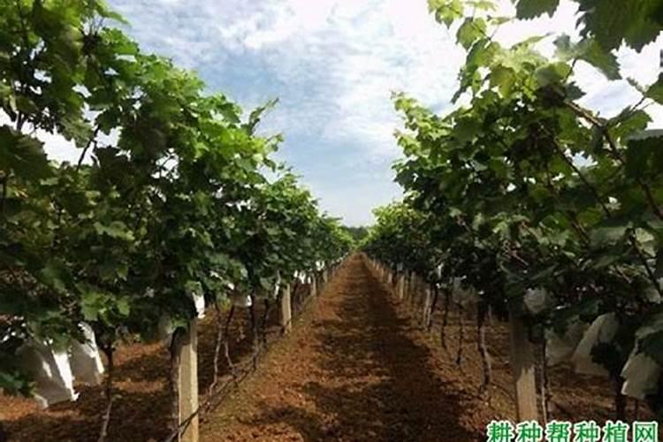 复合肥的正确使用方法浇菜