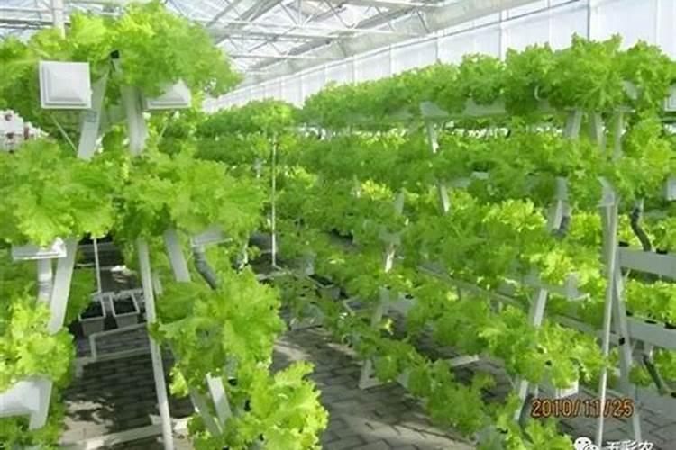 菜园土壤肥力不足怎么办？