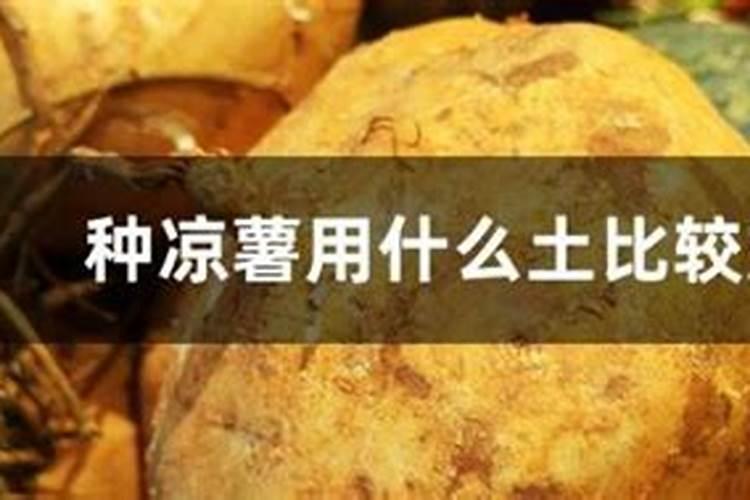凉薯需要什么肥料 追肥技术有哪些