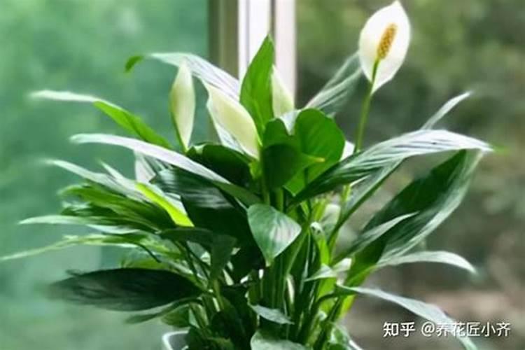 白掌怎么养护花苞狂冒