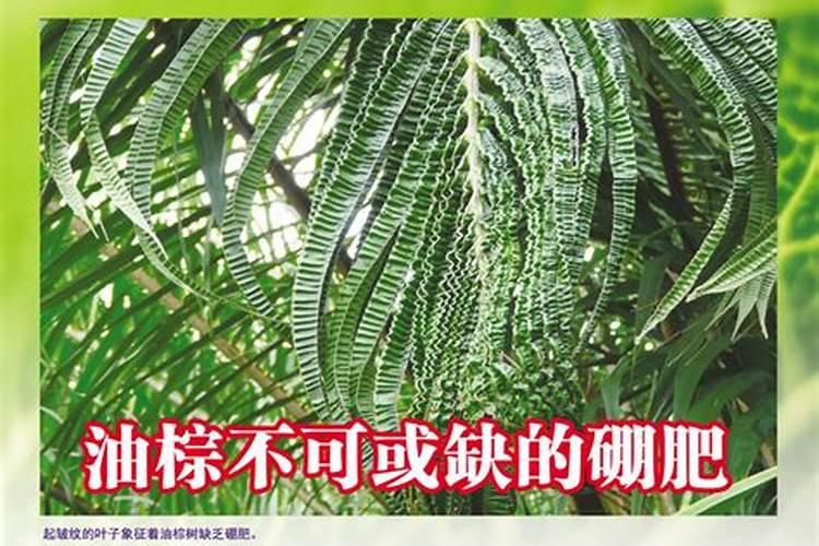 花生麸怎么制作水溶肥