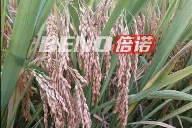 专家好,猕猴桃授粉之后,果园怎么施肥,修剪？