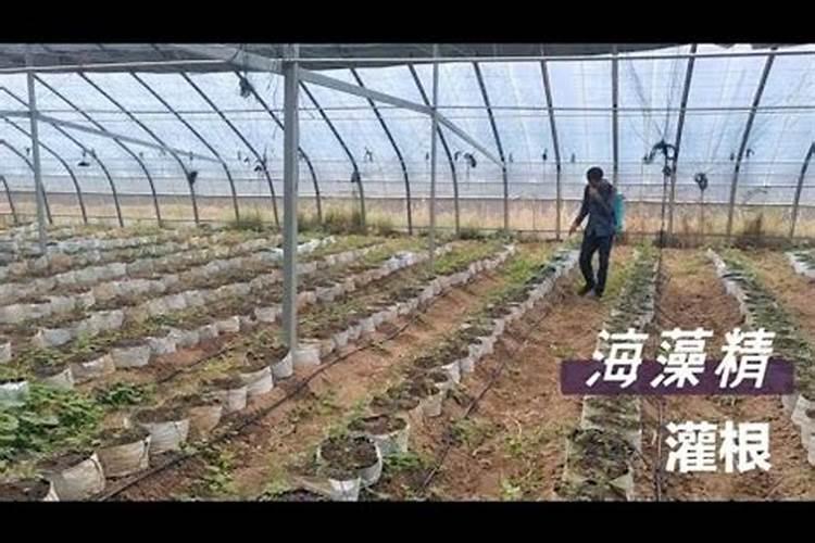 黄瓜瓜钮不长,而且顶端还有出现瓜打顶现象