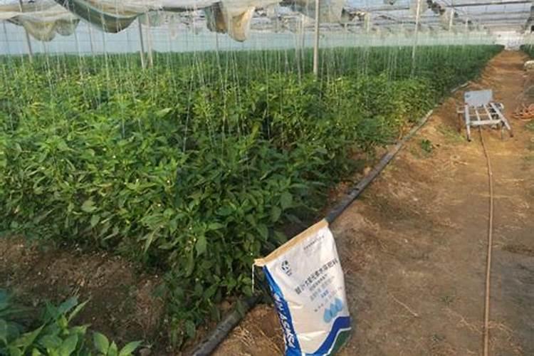 生根粉能直接浇花吗 正确使用方法