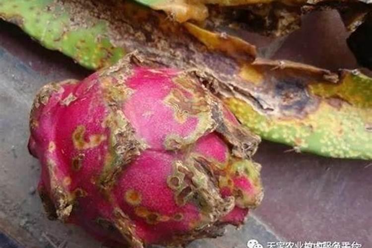 黄腐酸钾的用法用量