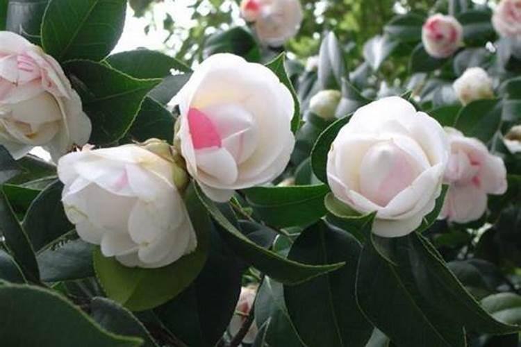 茶花上盆后叶片卷曲怎么办 如何正确处理