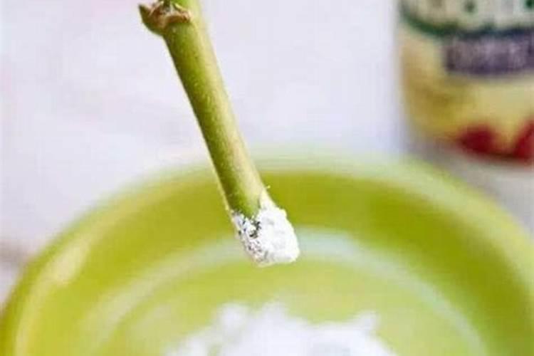 盆栽茶花放多少生根粉(盆栽茶花生根粉使用指南,用量揭秘与养护技巧...