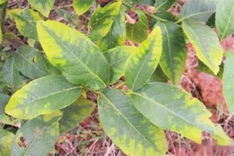 柚子皮可以做花肥料吗