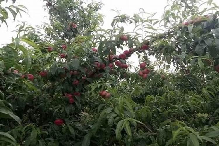 什么是苹果选择云上贵州的主要原因？