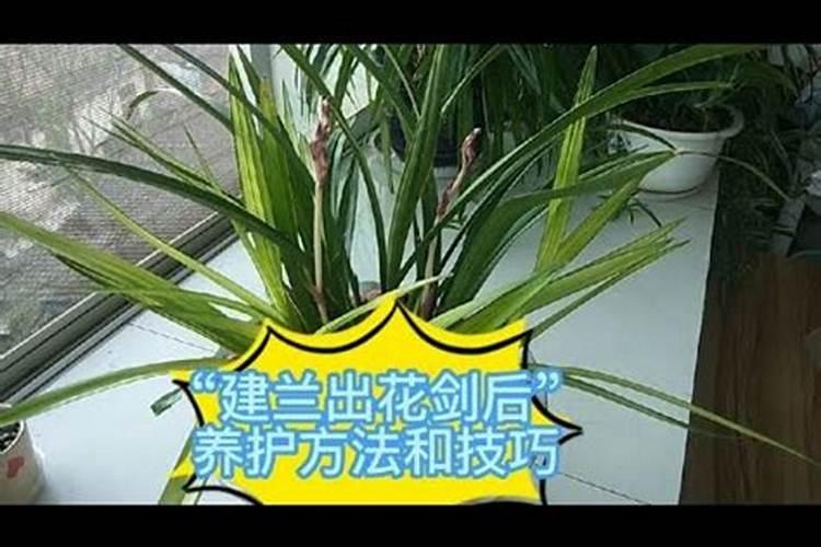 建兰的施肥方法