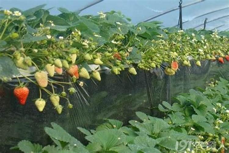 草莓开花前期用什么肥