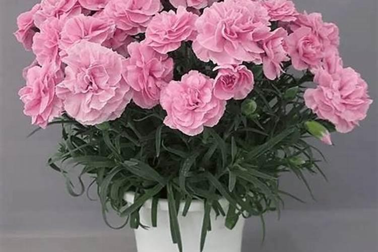 无花果大棚冬天种植可以吗 无花果大棚冬天种植行吗