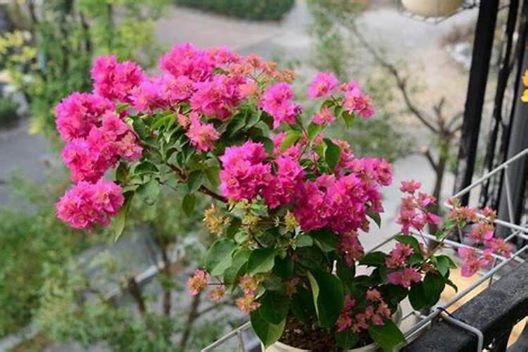 植株矮化什么原因