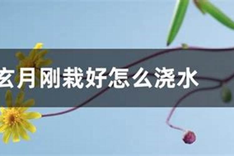 紫玄月怎么施肥