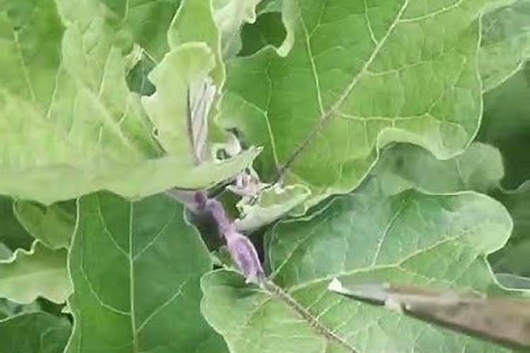 茄子最忌三种肥料