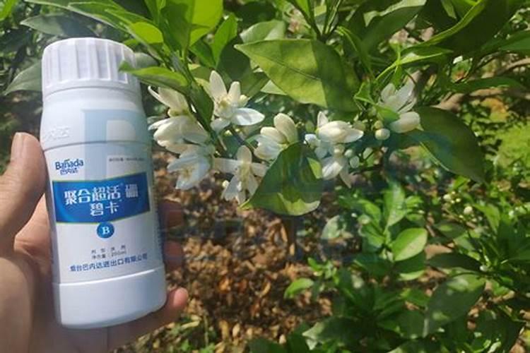 新种桉树怎样施肥