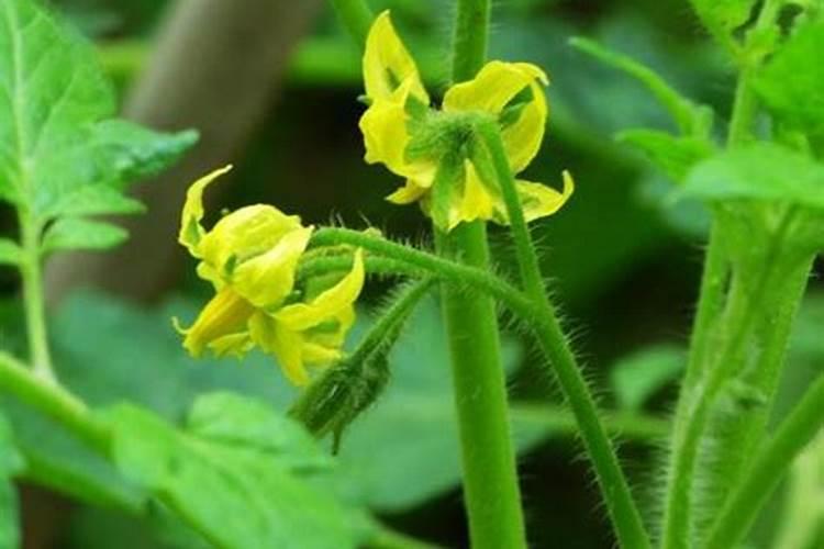 夏季番茄如何保花保果 番茄应该怎么种植