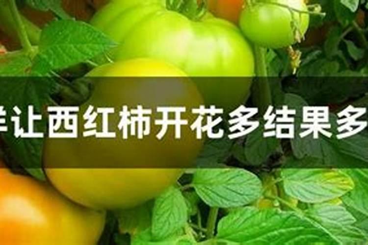西红柿有干裂怎么办