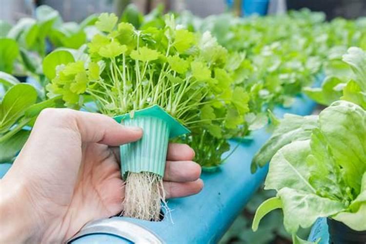 水稻什么时期施硅肥水稻施硅肥的时间