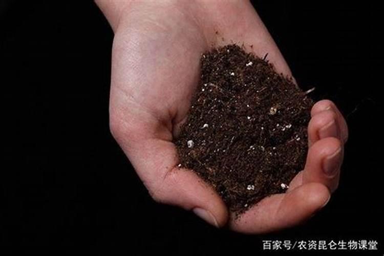 绣球有花苞了该怎么施肥