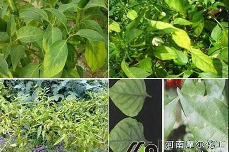 辣椒缺镁怎么办