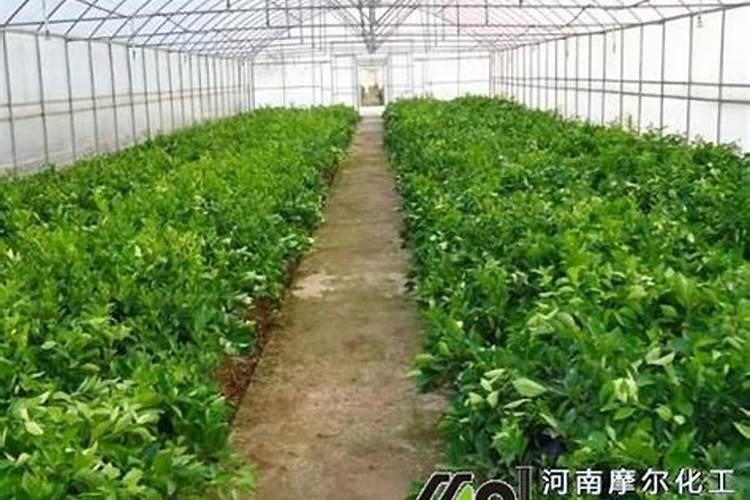 水溶肥好坏怎么分