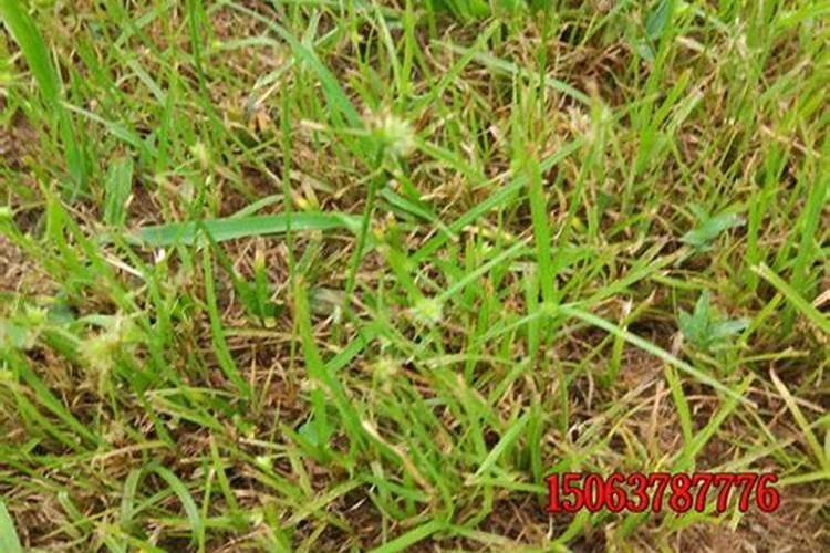 种植毛豆叶子太旺怎么办？