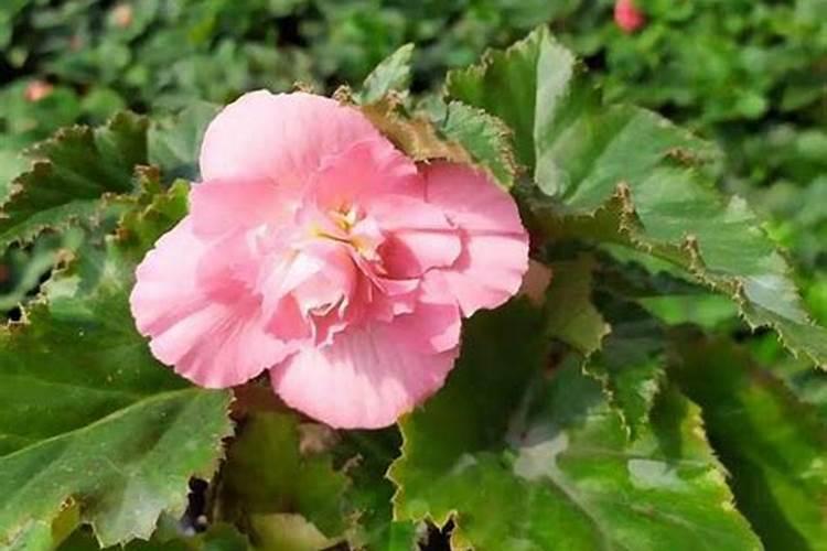 丽格海棠怎样施肥