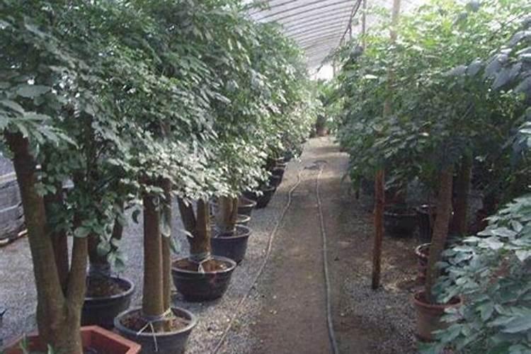 枇杷树病虫害防治技术与方法措施