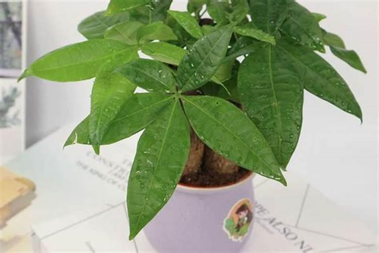 发财树什么季节施肥最好