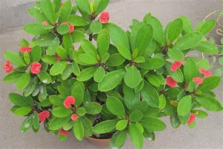 库尔勒香梨种植技术