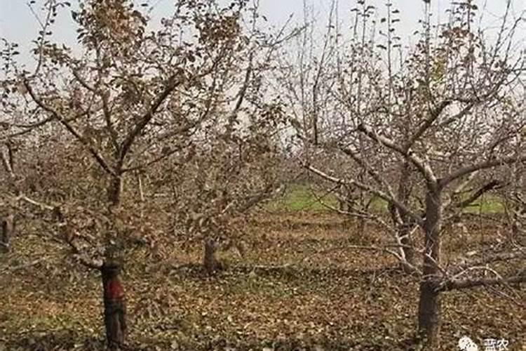 如何让落叶快速腐烂变肥料？