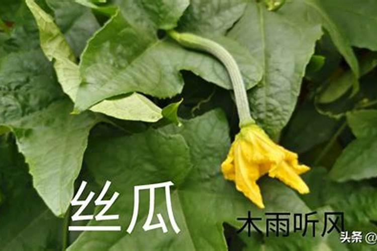 为什么要在果酒酿造中添加偏重亚硫酸钾？