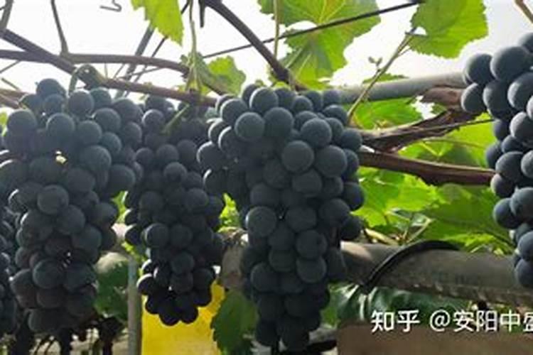 叶面肥普利登喷大豆什么阶段最好？