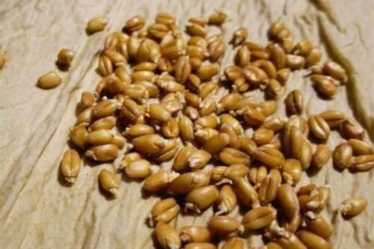 大豆花期喷什么叶面肥好