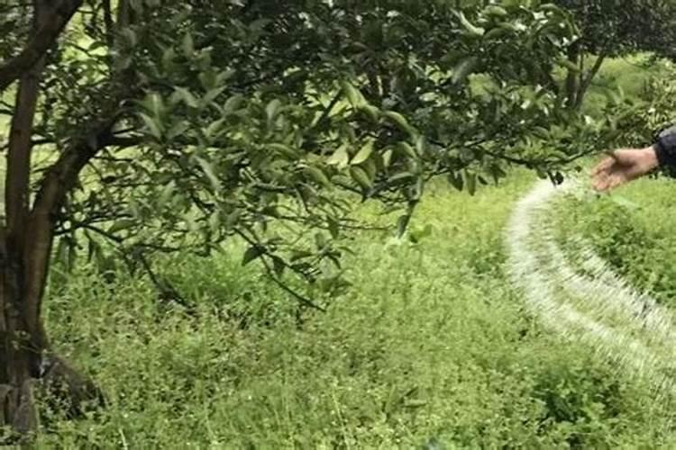 含硼的肥料有哪些