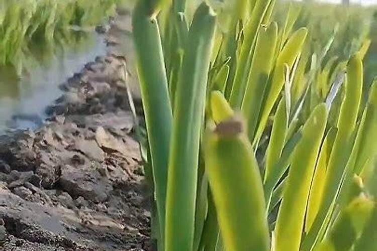 果树施硼肥怎么操作？果树施硼肥有什么用？