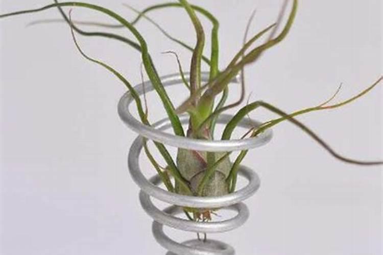 好养的小众植物,空气凤梨室内养护指南,从开花到繁殖