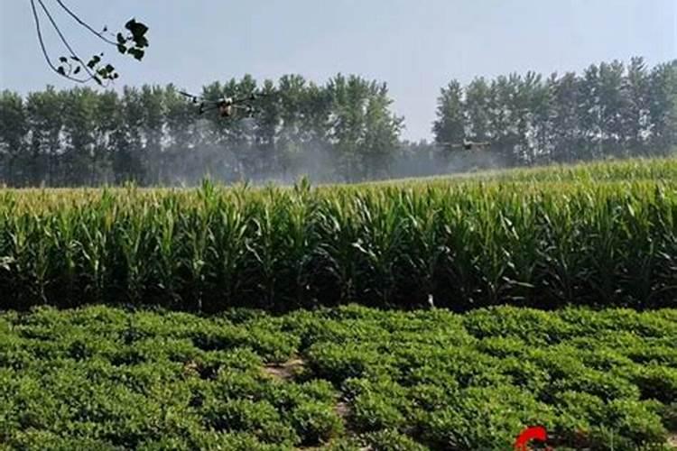 硼肥的用量、作用及使用方法