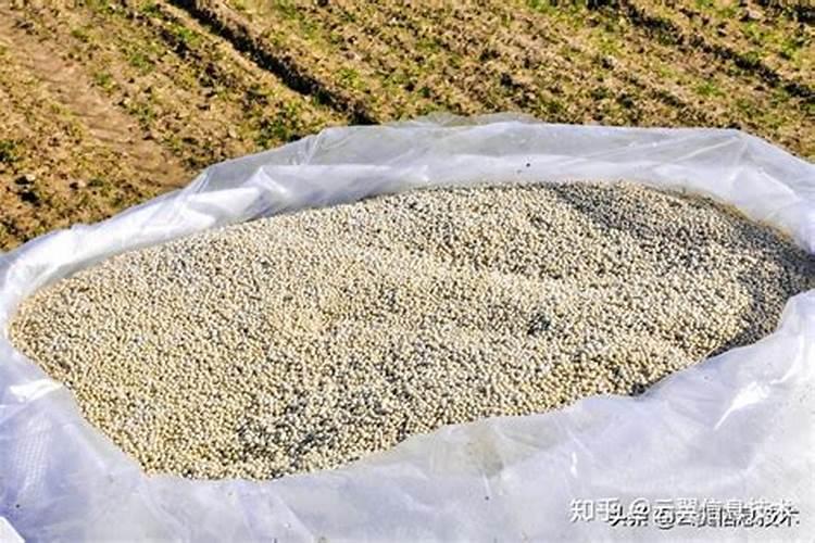蟹爪兰叶子变红变薄变软的原因