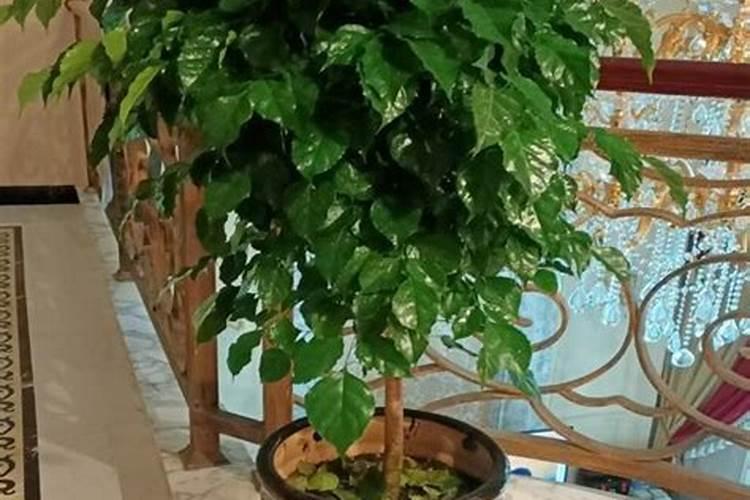 幸福树秋天怎么浇水施肥
