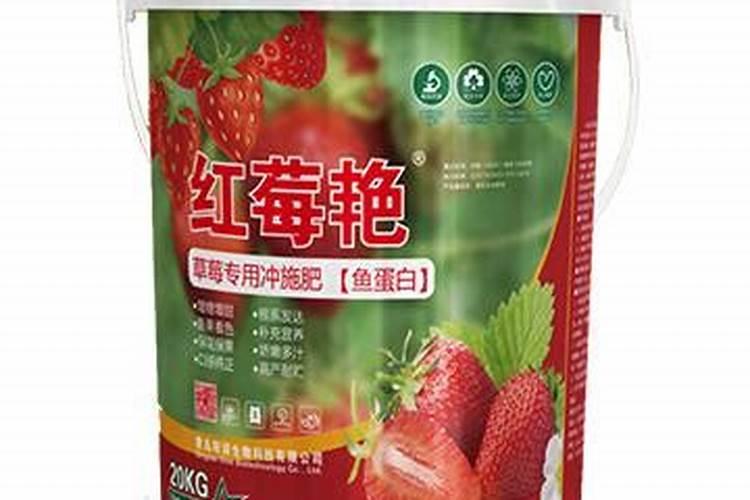 草莓苗种植多久能施肥草莓苗什么时候施肥