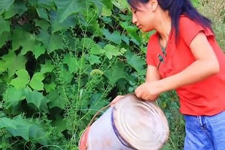 1斤水溶肥兑多少水