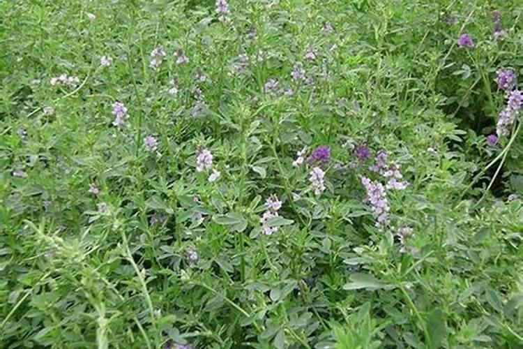 番茄转色期可以用202020的水溶肥吗？
