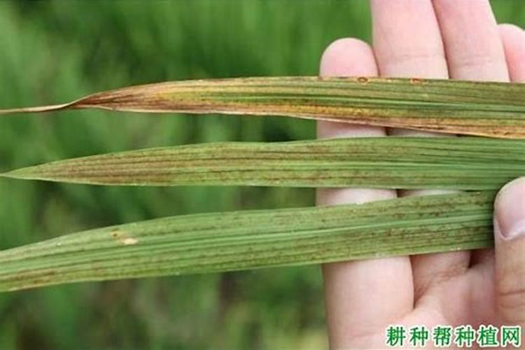 西瓜巧施肥的重点有什么 西瓜怎么施肥